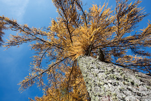 Larici