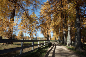 Larici