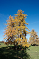 Larici