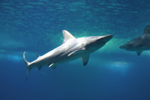 Oceanarios