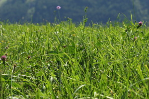 Longostagno, Altipiano del Renon