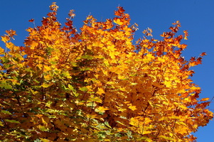 Autunno