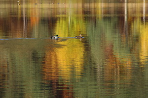 Monticolo - Riflessi d'autunno