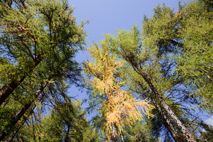 Autunno a San Vigilio