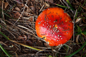 Funghi