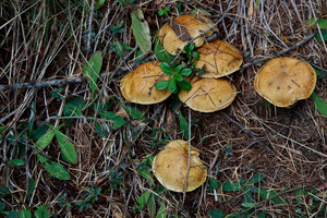 Funghi