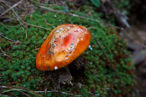 Funghi