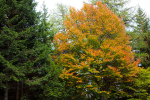 Autunno a San Vigilio
