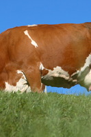 Piece of cow
