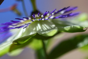 Fiore