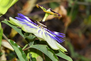 Fiore