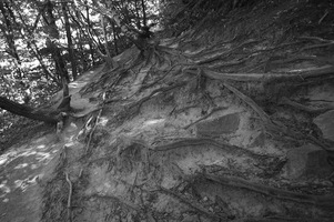 Nel bosco...