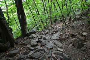 Nel bosco...