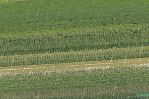 Vigne e Meli dall'alto