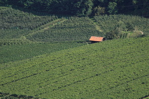 Vigne e Meli dall'alto