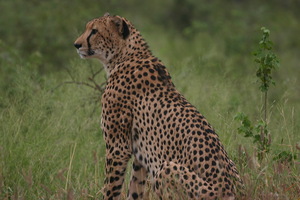 Sudafrica e dintorni 