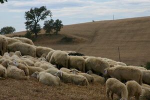 Maremma