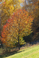 Autunno tra Tre Chiese e Barbiano