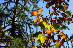 Autunno tra Tre Chiese e Barbiano