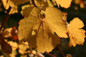 Foglia in controluce