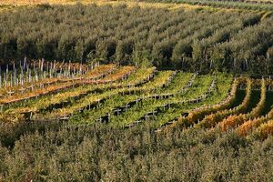 Vigneti in autunno