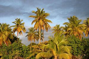 Palme ad Antigua