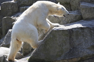 Zoologischer Garten (Zoo di Berlino)