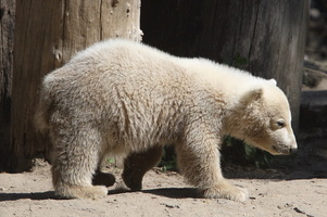 Knut