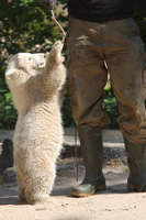 Knut