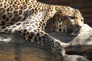 uno sguardo triste che imporebbe di CHIUDERE tutti gli zoo del mondo