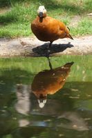 Zoologischer Garten (Zoo di Berlino)