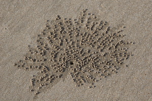 Ngapali - Spiaggia