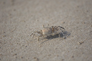 Ngapali - Spiaggia