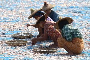 "L'industria" della pesca