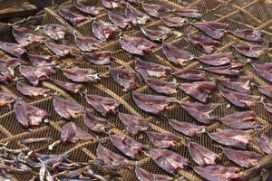"L'industria" della pesca