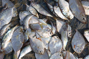 "L'industria" della pesca