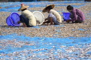 "L'industria" della pesca