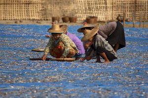 "L'industria" della pesca
