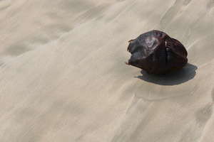 Cocco su sabbia