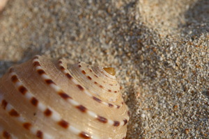 Shell