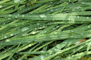 Gocce su Fiori e Foglie