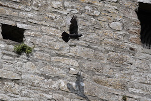 Trim Castle