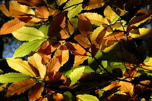 Foglia in controluce