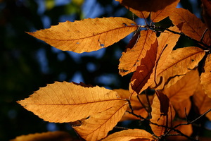 Foglia in controluce