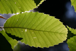 Foglia in controluce