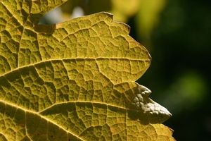 Foglia in controluce