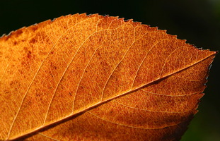 Foglia in controluce