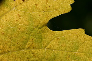 Foglia in controluce