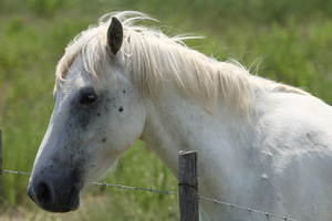 Camargue
