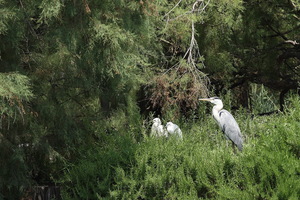 Camargue